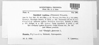 Epichloe typhina image